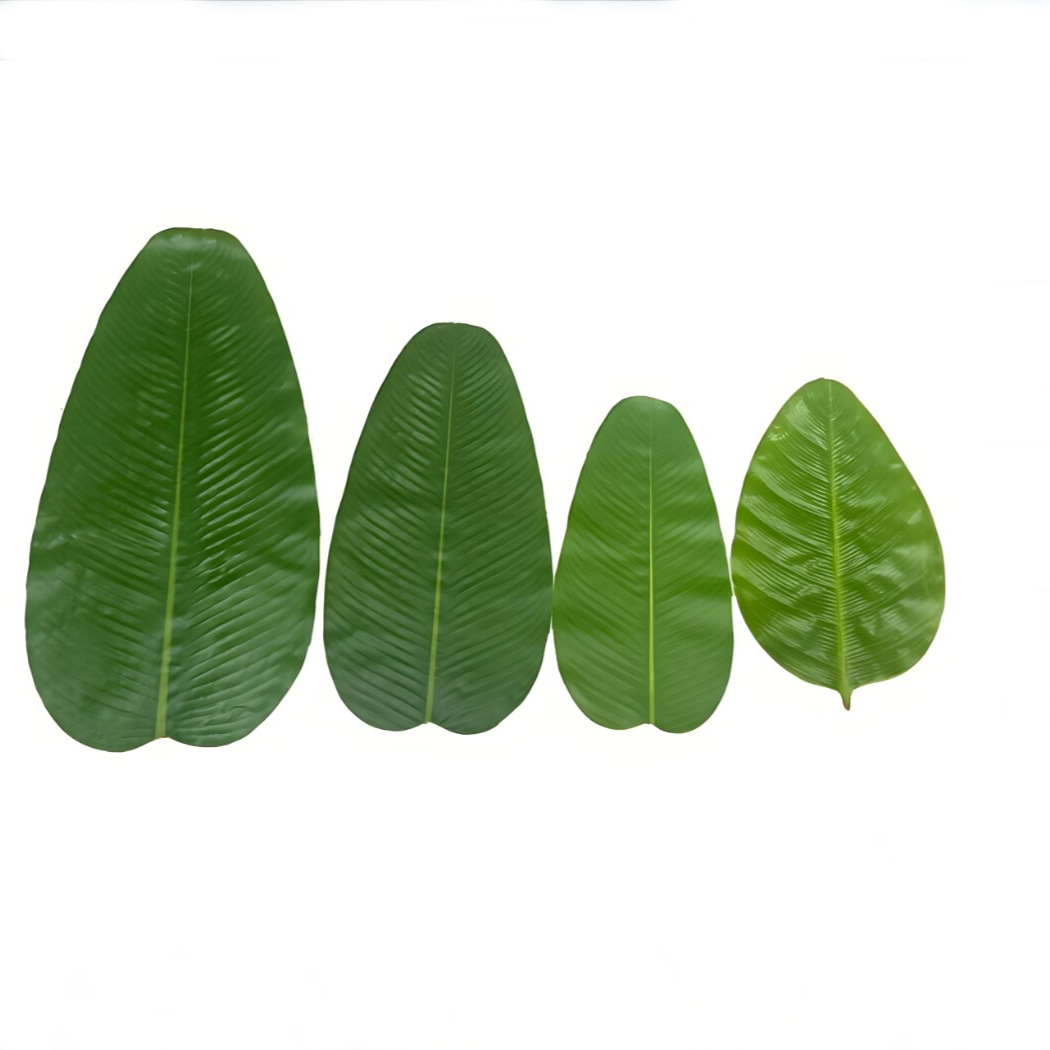 Mesa de comedor de hoja de plá - Baby Food Banana reseña y precio